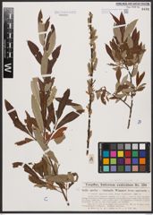 Salix aurita L. x Salix viminalis L.
